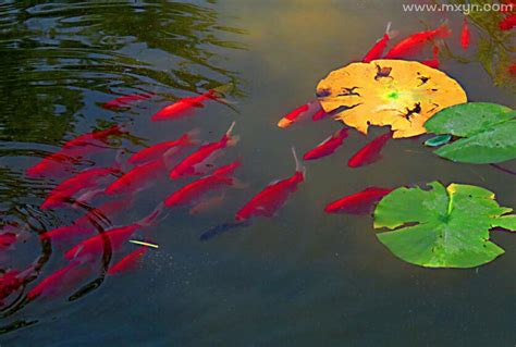 夢見魚在水裡游|夢見魚在水里游